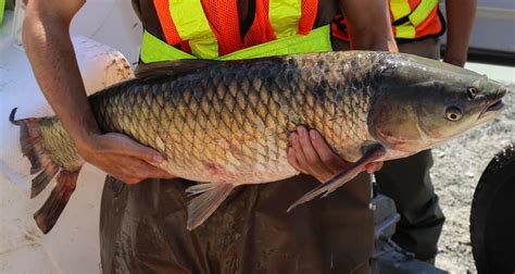 Invasive Species - Toronto and Region Conservation Authority (TRCA)