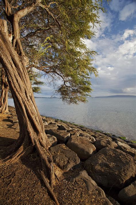 Kiawe Tree Photograph By Jenna Szerlag