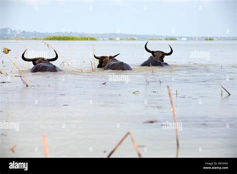 Water Buffalo Bubalus Bubalis Thale Noi Thailand Buffle D Eau Stock