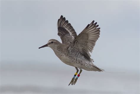 Study Red Knots Exploratory Behavior Varies Significantly Petapedia