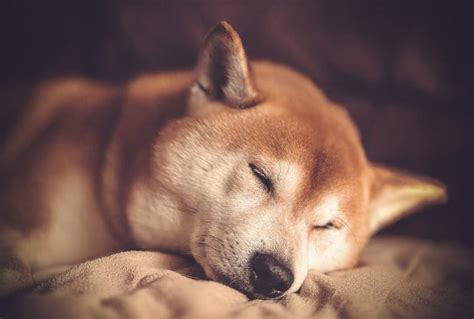 Shiba Inu How Much Would Invested In Be Worth T Learn