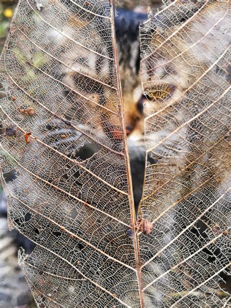 Ada Apa Di Balik Daun Yang Reput?