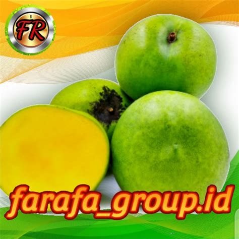 Jual Buah Mangga Apel Manis Dan Segar Kg Shopee Indonesia