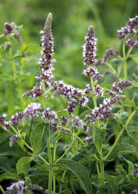 Long Leaved Mint Mentha Longifolia Grows In Nature Stock Image