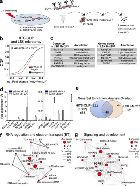 Msi2s Direct Rna Targets Are Involved In Rna Metabolism And The