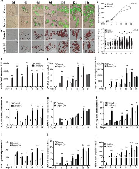 Leptin Effect On Preadipocyte Differentiation And Related Genes