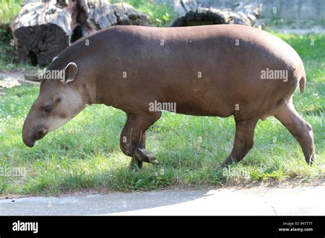 Big tapir hi-res stock photography and images - Alamy