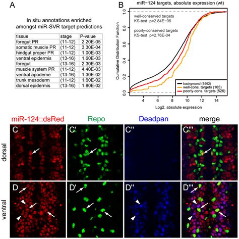 Lack Of Evidence For Mutual Exclusion Amongst The Functional MiR 124