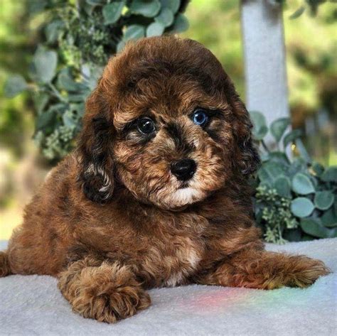 Miniature Poodle Puppies for Sale | Central Park Puppies