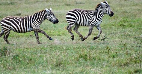 Safari de 4 días a Masai Mara y Lago Nakuru GetYourGuide