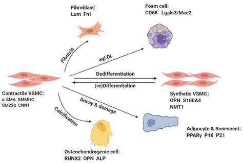 Cells Free Full Text Vascular Smooth Muscle Cells Phenotypic