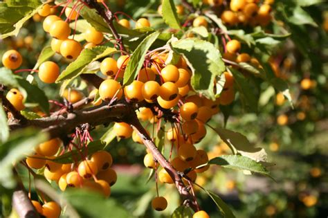 Crabapple Golden Raindrops Campbells Nursery