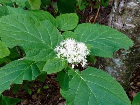 Wild Or Smooth Hydrangea Hydrangea Arborescens Blooms Western