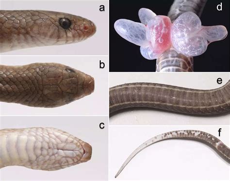 mysterious  species  kukri snake  blade  fangs discovered