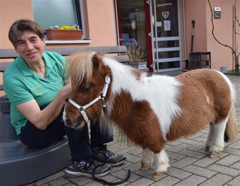 Pumuckel: Das kleinste Pferd mit großem Herz | LokalDirekt