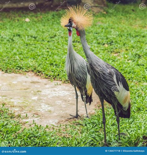 Gli Uccelli Tropicali Esotici Della Foresta Pluviale E Della Fauna