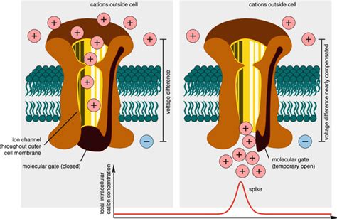 Schematic Representation Of An Ion Channel And Its Functional