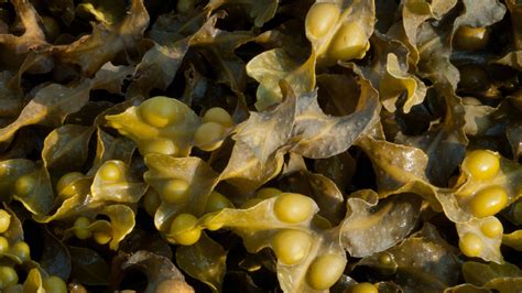Kelp, perché dovreste evitare gli integratori a base dell'alga | Wired ...