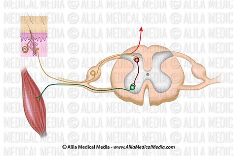 Alila Medical Media Reflex Arc Unlabeled Diagram Medical Illustration