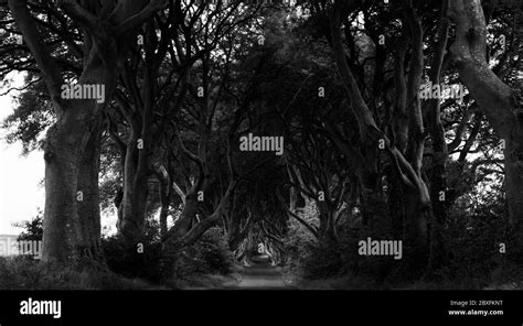 Dark Hedges Causeway Coast Northern Ireland At Dawn Stock Photo Alamy