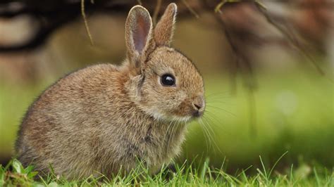 30 Best Cutest Rabbit Breeds To Keep As Pets | atelier-yuwa.ciao.jp