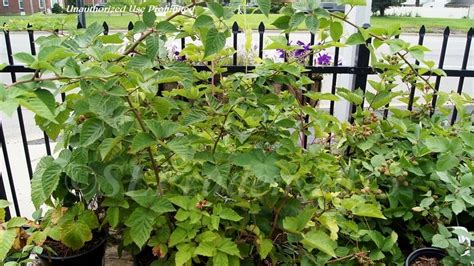 Plantfiles Pictures Rubus Thornless Blackberry Arapaho Rubus By