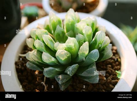 Closeup Potted Haworthia Cooperi Var Pilifera A Mini Succulent Plants