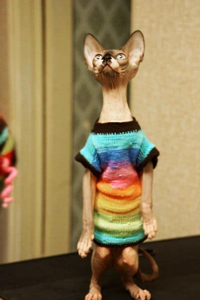 Одежда для котиков Сфинксов | форум Babyblog