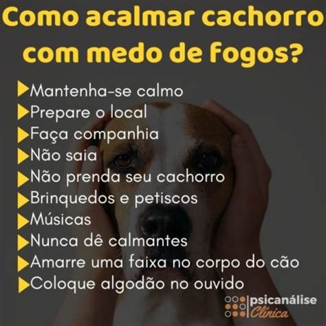 Cachorro medo de fogos causas sinais e o que fazer Psicanálise