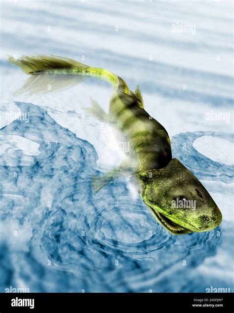 Tiktaalik Roseae Computer Artwork This Extinct Lobe Finned Fish Lived