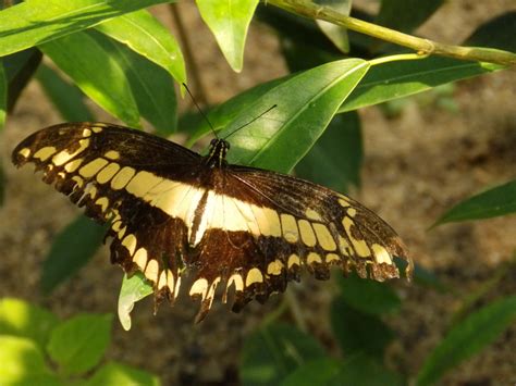 Gambar Hijau Hitam Kuning Tropis Penyerbuk Menanam Serangga