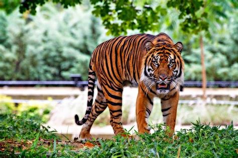 harimau sumatra  dilindungi simak  alasannya