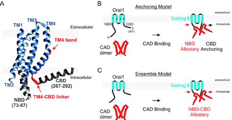 Models Of STIM1 Induced Activation Of Orai1 Channels A Cartoon