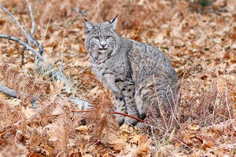 Bobcat hunting in Yosemite | Stock image | Colourbox