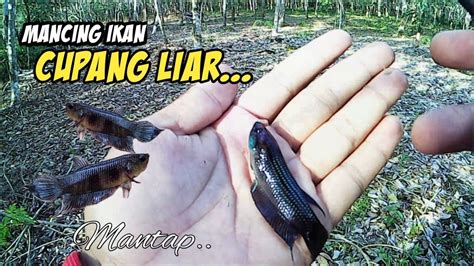 CARA MANCING IKAN CUPANG CUPANG LIAR UKURAN BESAR JUMBO YouTube