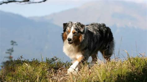 Australian Shepherd Grooming Styles Paws And Learn