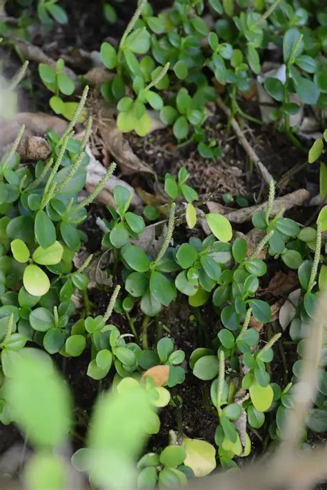 Descubre Por Qu Peperomia Urvilleana Es La Planta De Interior M S