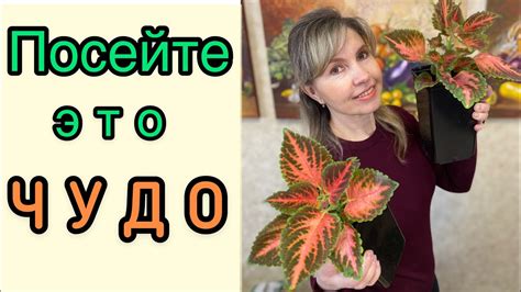 ПОСЕВ САМОГО ПОПУЛЯРНОГО МНОГОЛЕТНИКА! ВОСХИТИТЕЛЬНЫЕ КОЛЕУСЫ - YouTube