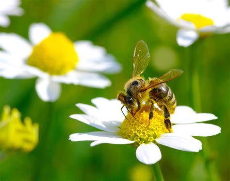 Don't Step On A Bee Day (10th July) | Days Of The Year