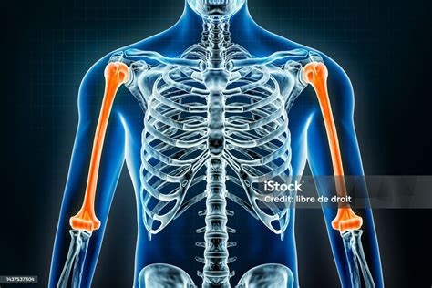Esqueleto Do Braço Humano - Foto de Raiox Do Úmero Osteologia Dos Ossos Do Esqueleto Humano Braço ...