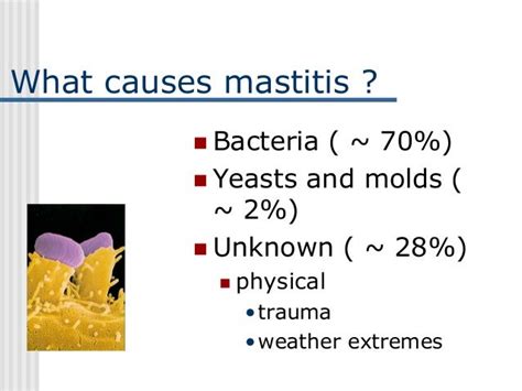 Mastitis in dairy cattle causes and treatment