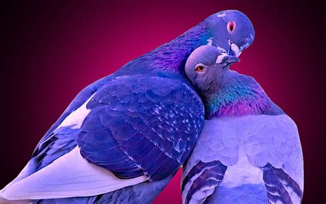 Love Birds Kissing Litle Pups For Your Mobile Tablet Explore