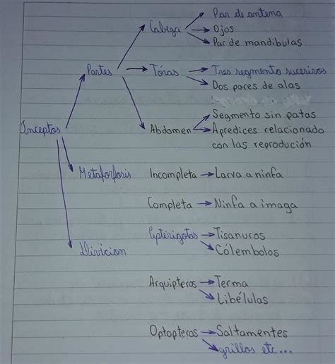 O siguiendo el modello de esquema continuación completa el esquema de