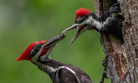 PÁjaro Carpintero Características Alimentación Reproducción Cumbre Pueblos