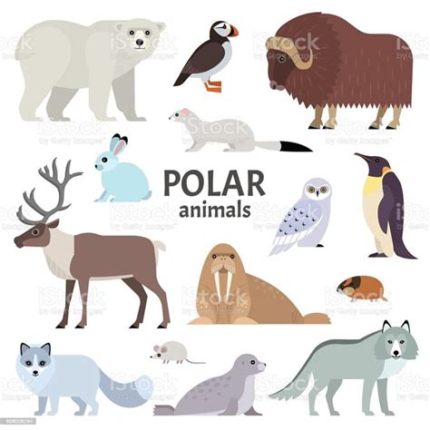 polar animals - Scholes (Elmet) Primary School, Leeds