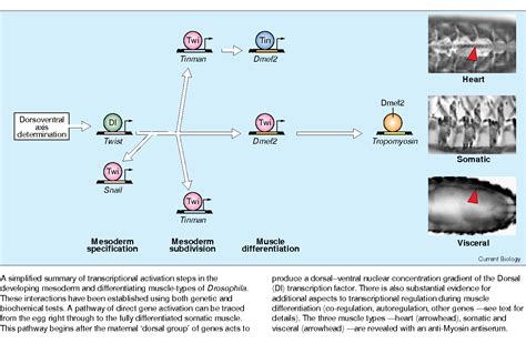 Figure 1 From Muscle Development A Transcriptional Pathway In