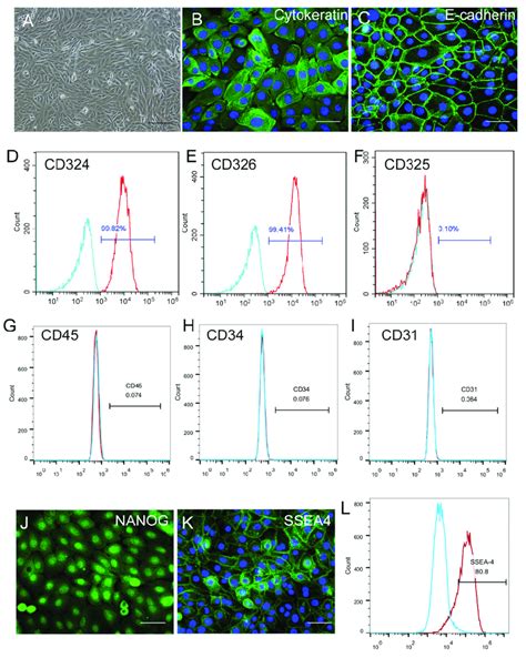 Characteristics Of Human Amniotic Epithelial Stem Cells Haescs A