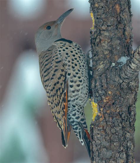 Female Northern Flicker Photograph by Thomas Magnuson | Pixels