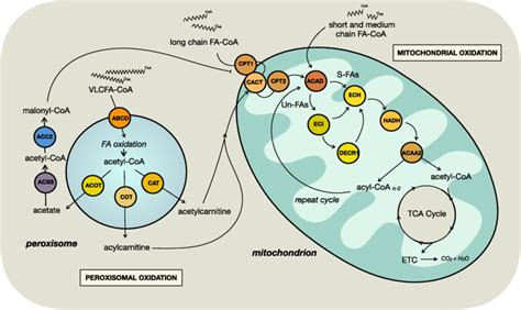 Peroxisomal And Mitochondrial Fatty Acid Oxidation Short And Download Scientific Diagram