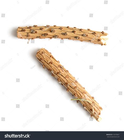 Naked Branch On White Background Stock Photo Shutterstock